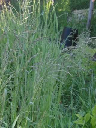 Rough Meadow-grass - Poa trivialis, click for a larger image, photo licensed for reuse CCASA3.0