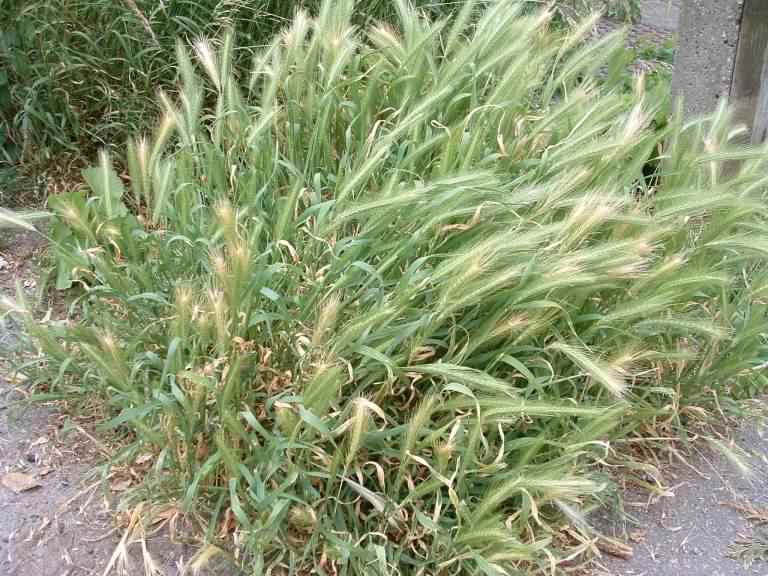 Wall Barley - Ordeum murinum, click for a larger image