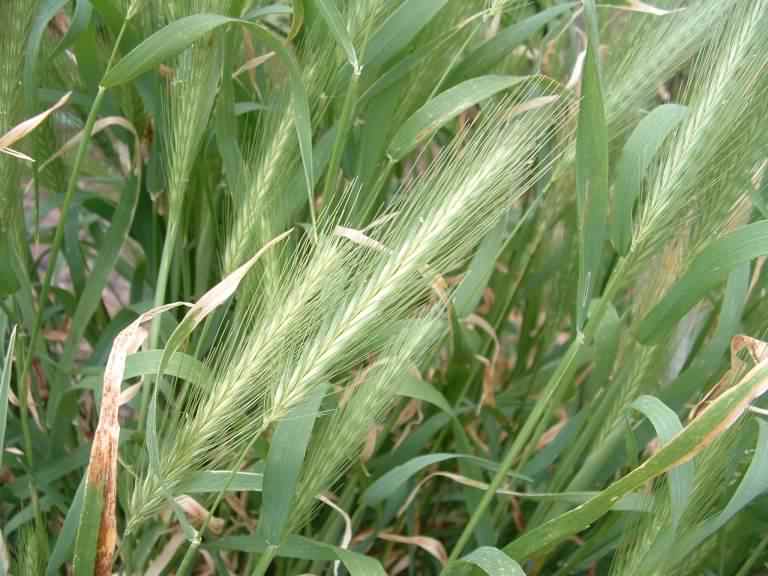 Wall Barley - Ordeum murinum, species information page
