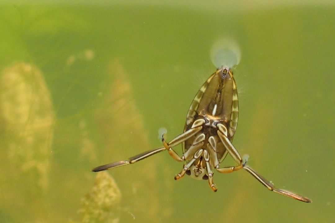 greater-water-boatman-notonecta-glauca-species-information-page