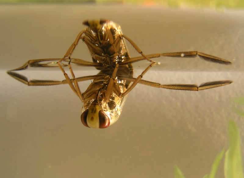 Greater Water Boatman - Notonecta glauca, click for a larger image, photo licensed for reuse CCASA3.0