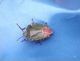 Green Shieldbug - Palomena prasina