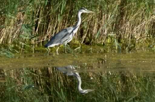 Grey Heron - Ardea cinerea, click for a larger image, ©2020 Colin Varndell, used with permission