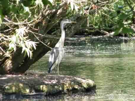 Grey Heron - Ardea cinerea, our fisherman is back, click for a larger image