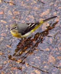 Grey Wagtail - Motacilla cinerea with chicks, click for a larger image, photo licensed for reuse CCSA1.0