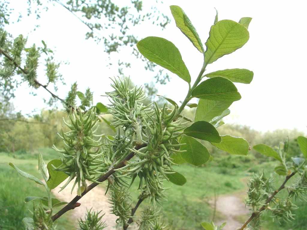 Goat Willow - Salix caprea ssp. caprea, click for a larger image