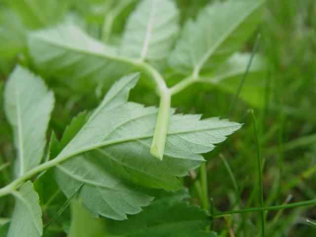 Ground Elder - Aegopodium podagraria, click for a larger image, photo licensed for reuse CCASA3.0