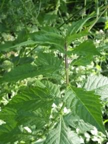 Gypsywort - Lycopus europaeus, click for a larger image