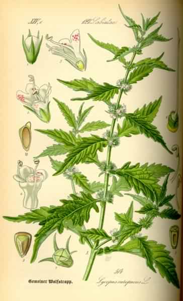 Gypsywort - Lycopus europaeus, click for a larger image, image is in the public domain