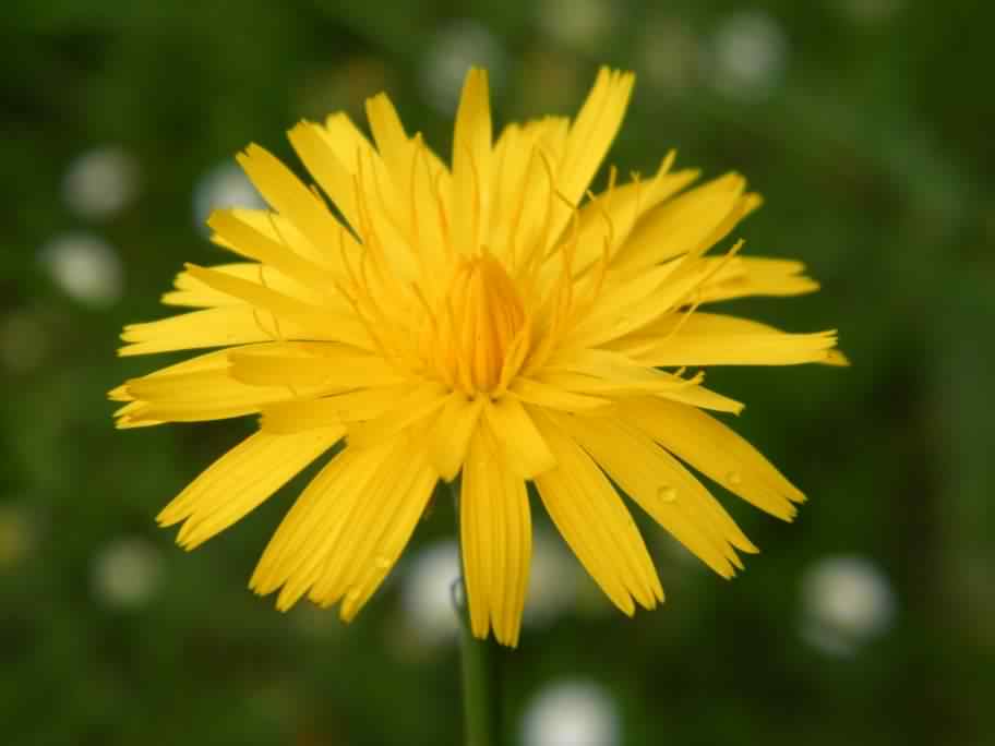 Hairy Cat's Ear - Hypochaeris radicata, click for a larger image, photo licensed for reuse CCASA3.0