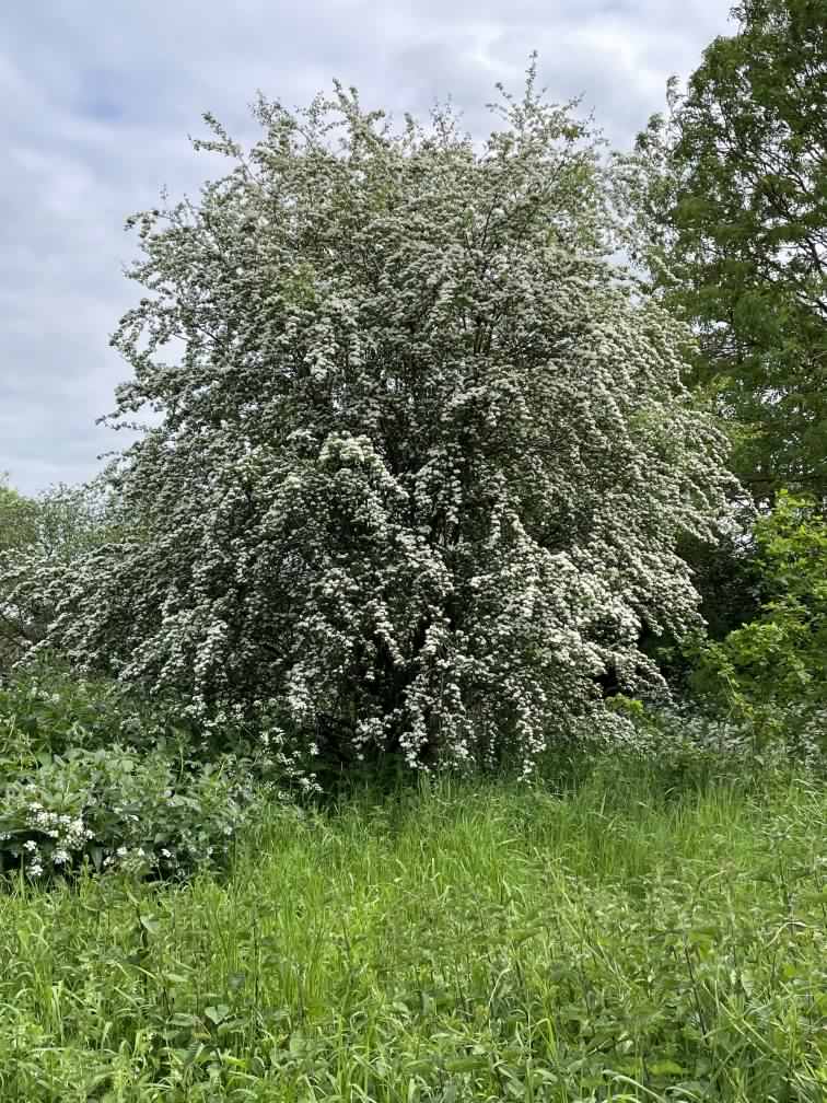 Hawthorn - Crataegus monogyna, click for a larger image