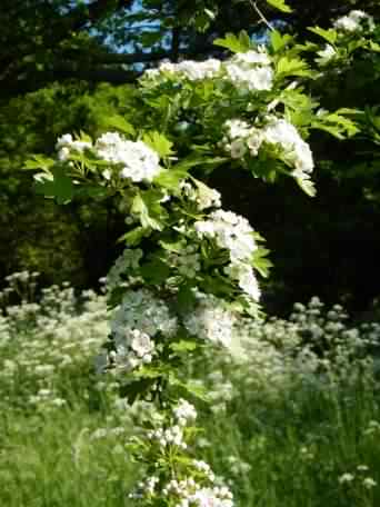 Hawthorn - Crataegus monogyna flowers, click for a larger image