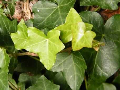 Ivy - Hedera helix, click for a larger image
