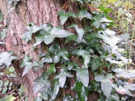 Ivy - Hedera helix species information page