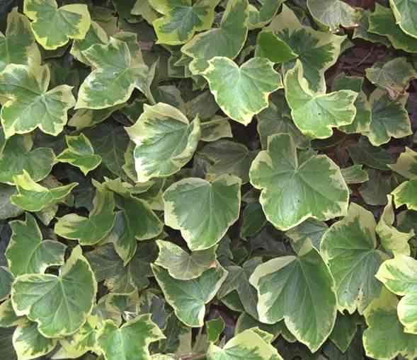 Variegated Ivy  Hedera helix 'Clotted Cream' - Roots Plants