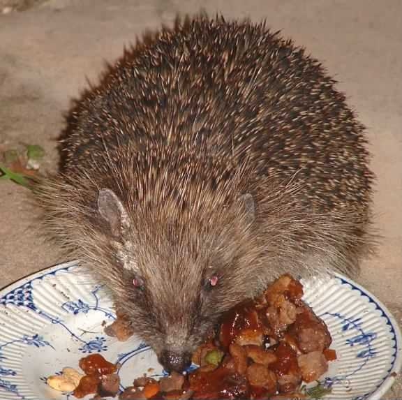 Hedgehog - Erinaceus europaeus, click for a larger image