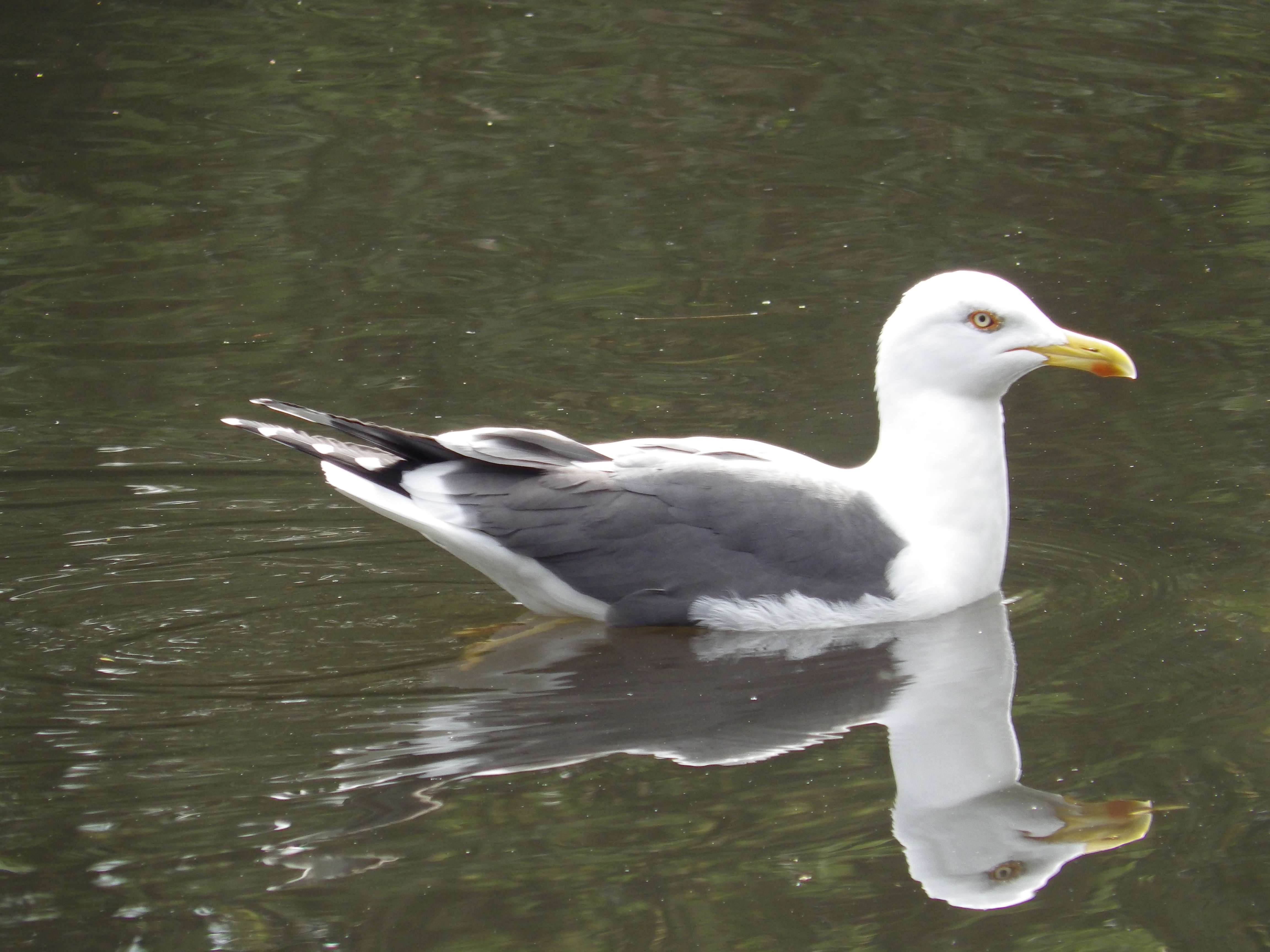 European Herring Gull Larus Argentatus Species Information Page