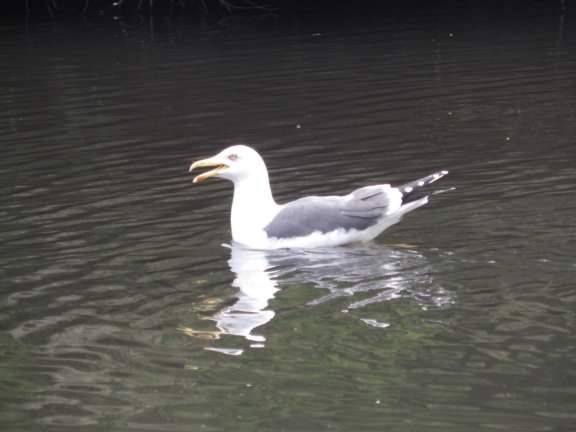 European Herring Gull - Larus argentatus, click for a larger image
