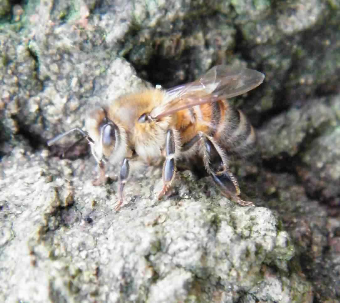 European Honey Bee - Apis mellifera, species information page. Also ...