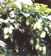 Hop - Humulus lupulus, click for a larger image