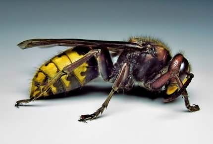 Hornet - Vespa crabro, click for a larger photo, photo licensed for reuse CCASA3.0