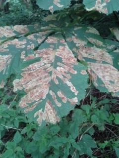 Horse Chestnut Leaf-miner - Cameraria ohridellap, click for a larger image