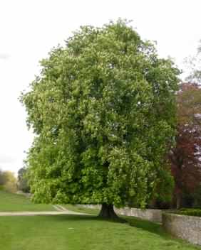 Horse Chestnut - Aesculus hippocastanum, species information page