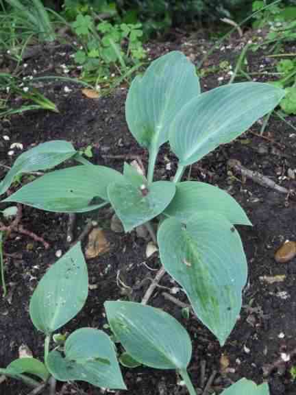 Hosta (Plantain lilies) - 'Blue Moon', click for a larger image
