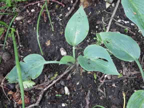 Hosta (Plantain lilies) - 'Blue Moon', click for a larger image