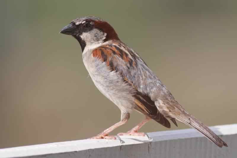 House Sparrow - Passer domesticus, click for a larger image, photo licensed for reuse CCBY-NC