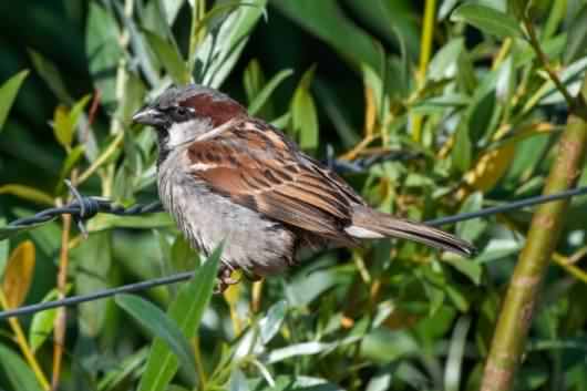 House Sparrow - Passer domesticus, click for a larger image, ©2020 Colin Varndell, used with permission