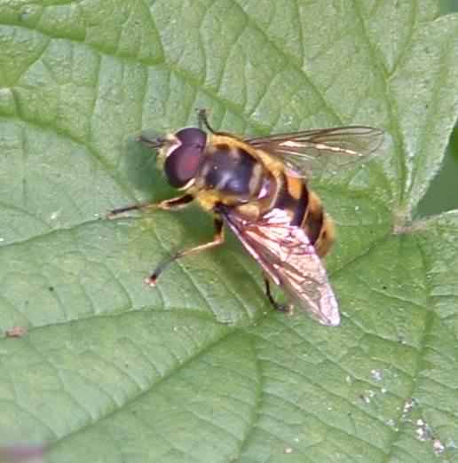 Hoverfly - Myathropa florea, click for a larger image