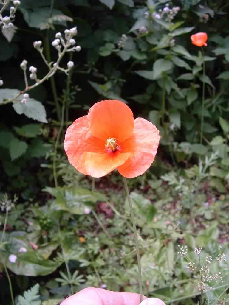 Icelandic Poppy - Papaver nudicaule, species information page