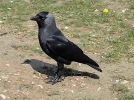 Jackdaw - Corvus monedula, click for a larger image, photo licensed for reuse CCA2.0