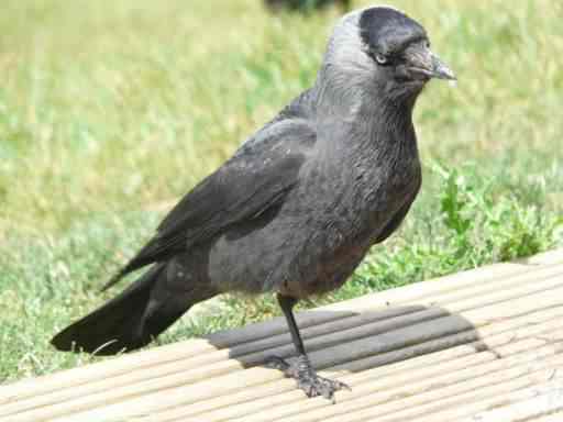 Jackdaw - Corvus monedula, click for a larger image, licensed for reuse NCSA3.0