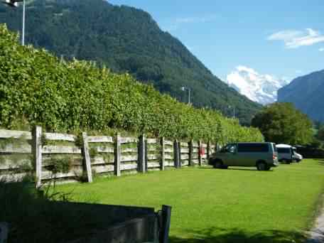 Japanese Knotweed hedging in Switzerland, click for a larger image