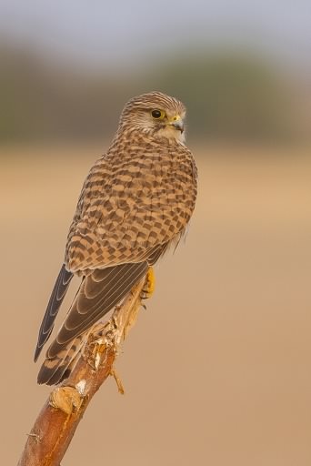 Kestrel - Falco tinnunculus, click for a larger image, photo licensed for reuse CCASA3.0