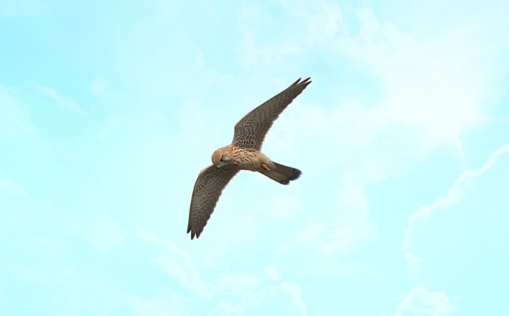 Kestrel - Falco tinnunculus, click for a larger image, ©2020 Colin Varndell with permission