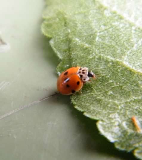 Ten Spot Ladybird - Adalia 10-punctata, click for a larger image