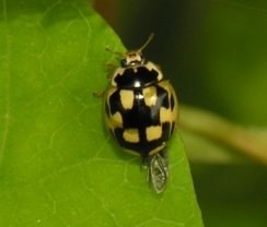 14-spot Ladybird - Propylea 14-punctata, click for a larger image, photo licensed for reuse CCASA3.0