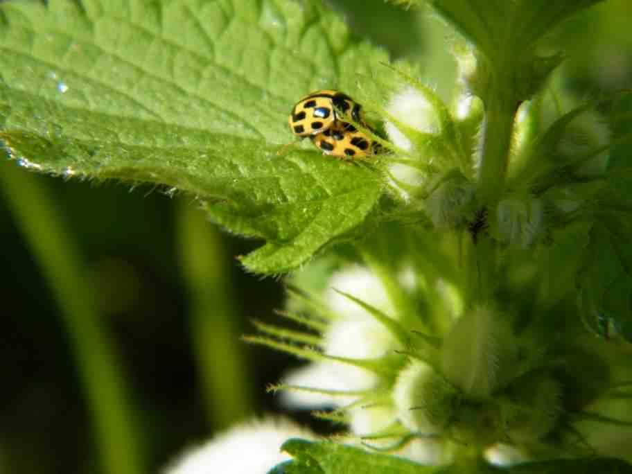 14-spot Ladybird - Propylea 14-punctata, click for a larger image