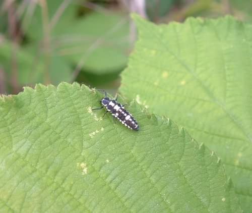 14-spot Ladybird larvae - Propylea 14-punctata, click for a larger image