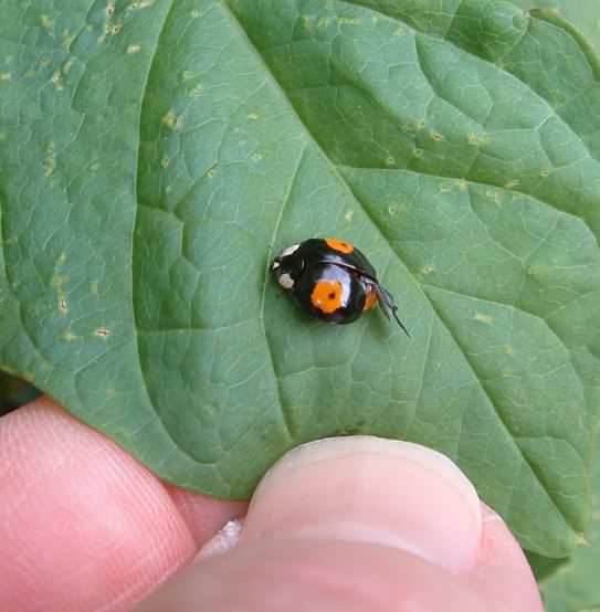 Melanistic 2-spot Harlequin Ladybird - H. axyridis conspicua, click for a larger image