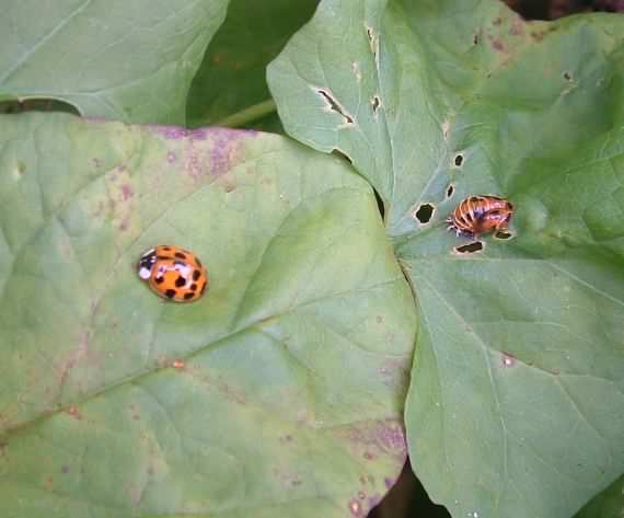 19-spot and pupae Harlequin Ladybird - H. axyridis succinea, click for a larger image