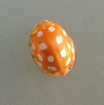 Orange or 16-spot Ladybird - Halyzia 16-guttata, click for a larger image