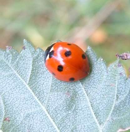 7-spot  Ladybird - Coccinella 7-punctata, click for a larger image