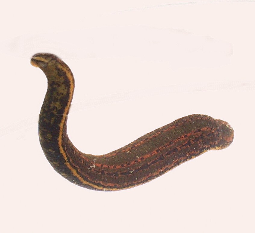 Medicinal Leech - Hirudo medicinalis species information page, photo licensed for reuse CCASA3.0