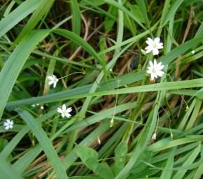 Lesser Stitchwort - Stellaria graminea, click for a larger image, licensed for reuse CCBYNC3.0