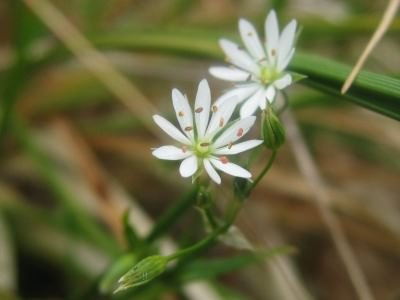 Lesser Stitchwort - Stellaria graminea, click for a larger image, photo licensed for reuse CCASA3.0