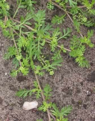 Lesser Swine-cress - Lepidium didymum, species information page, photo licensed for reuse CCASA3.0